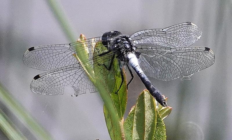 Photo of Chalk-fronted Corporal