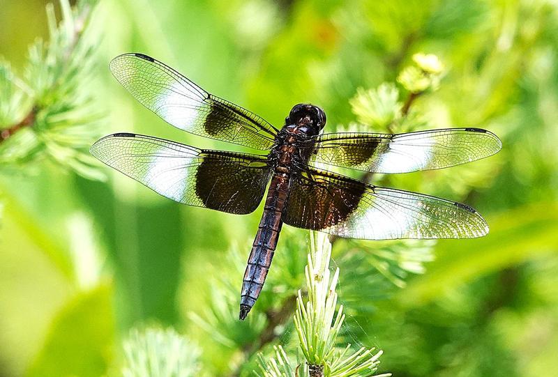 Photo of Widow Skimmer