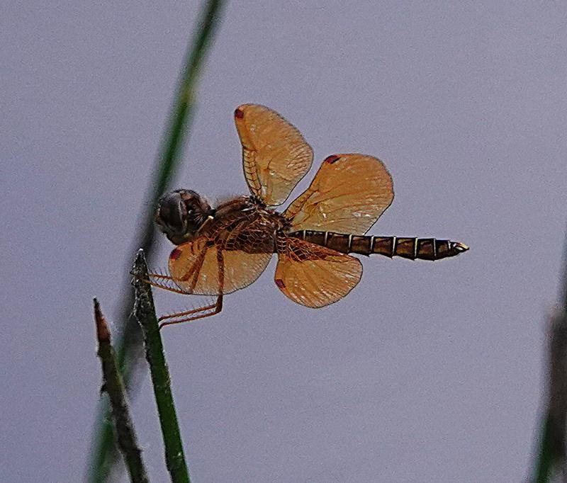 Photo of Eastern Amberwing