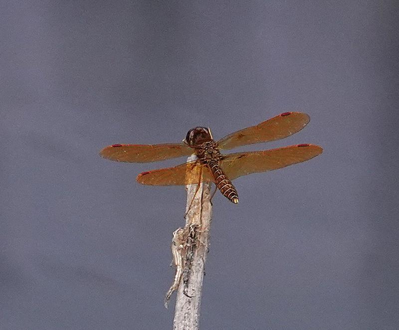 Photo of Eastern Amberwing
