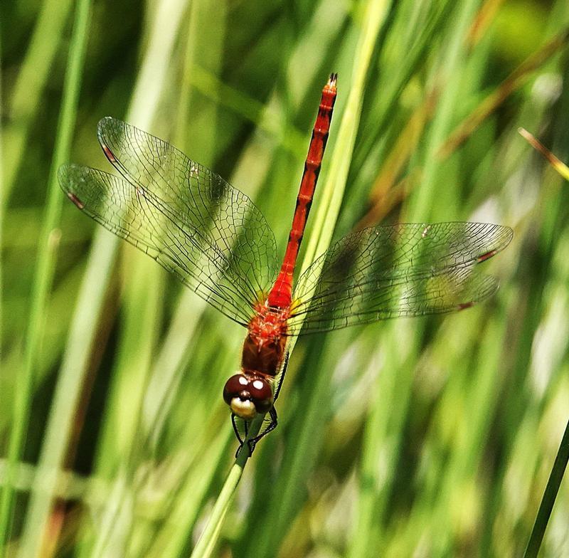 Photo of White-faced Meadowhawk