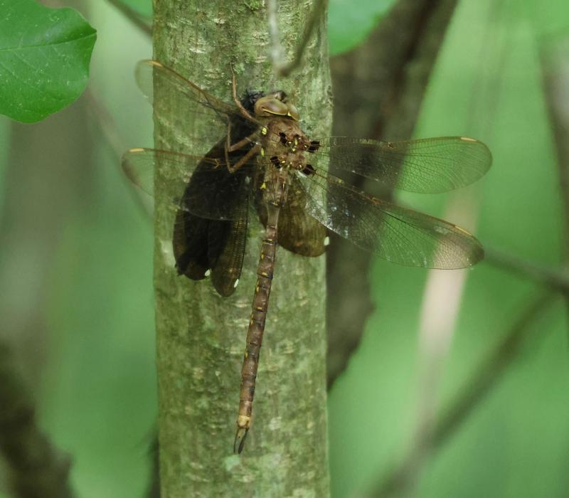 Photo of Fawn Darner
