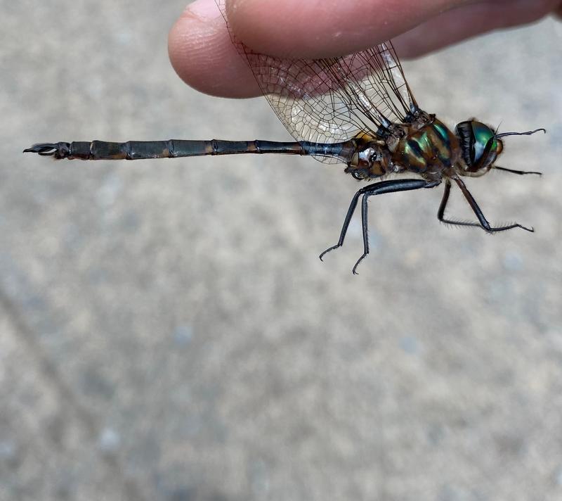 Photo of Incurvate Emerald