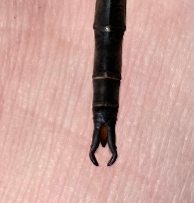 Photo of Incurvate Emerald