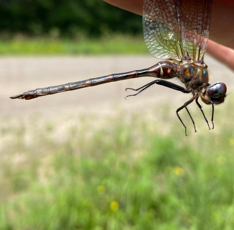 Photo of Incurvate Emerald