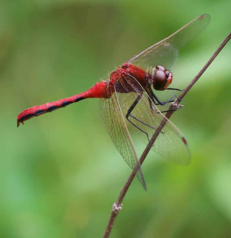 Photo of Cherry-faced Meadowhawk