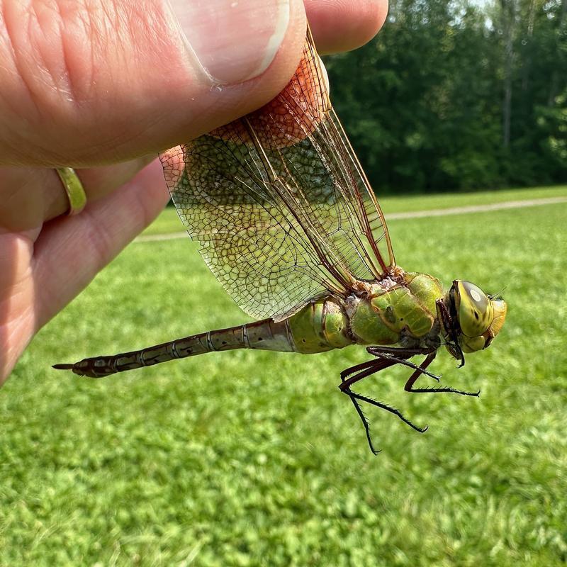 Photo of Common Green Darner