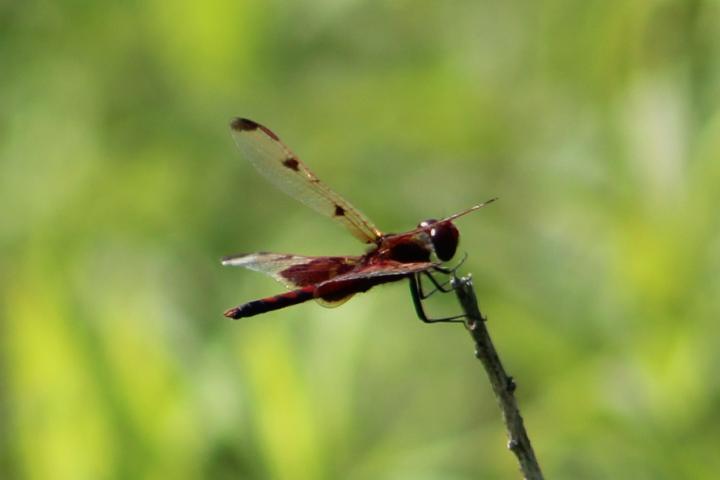 Photo of Calico Pennant