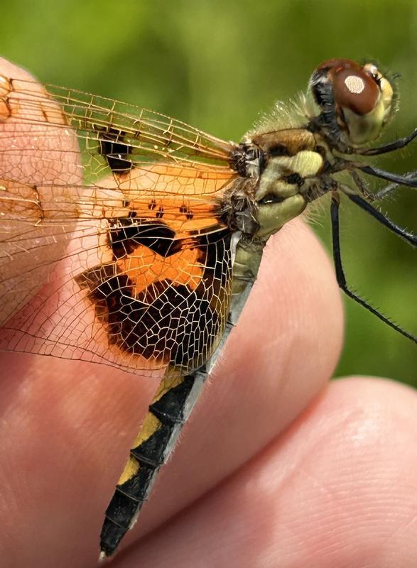Photo of Calico Pennant