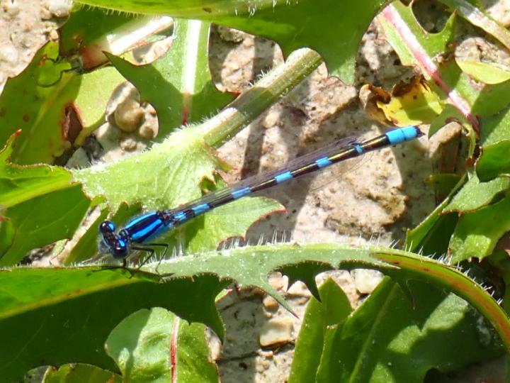 Photo of Tule Bluet