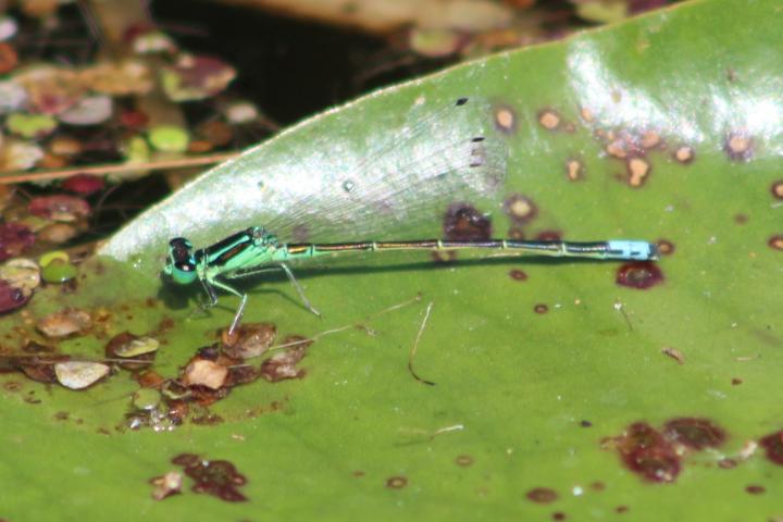 Photo of Eastern Forktail