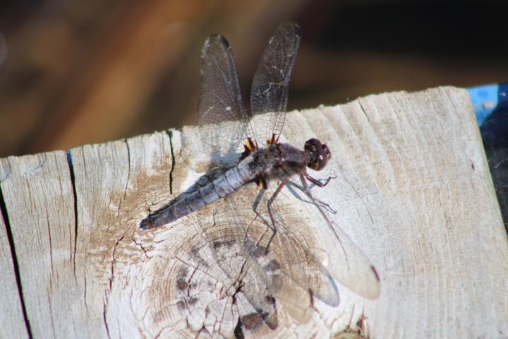 Photo of Chalk-fronted Corporal