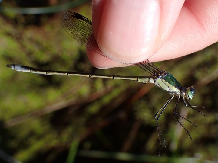 Photo of Elegant Spreadwing