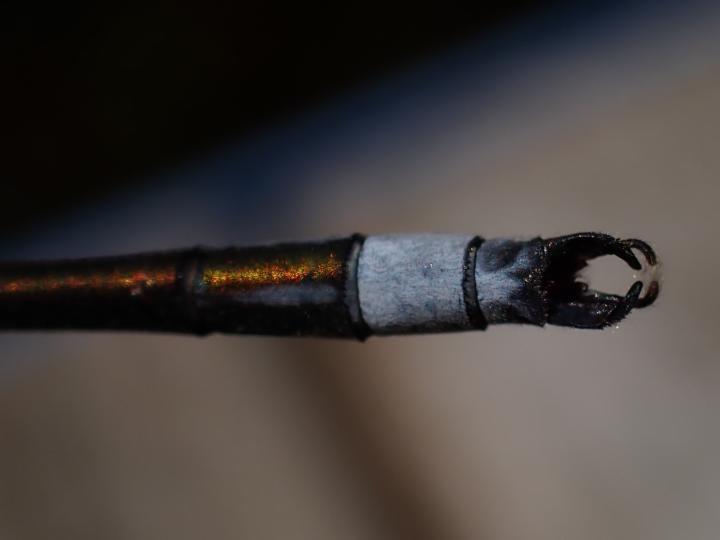 Photo of Elegant Spreadwing