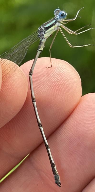 Photo of Slender Spreadwing