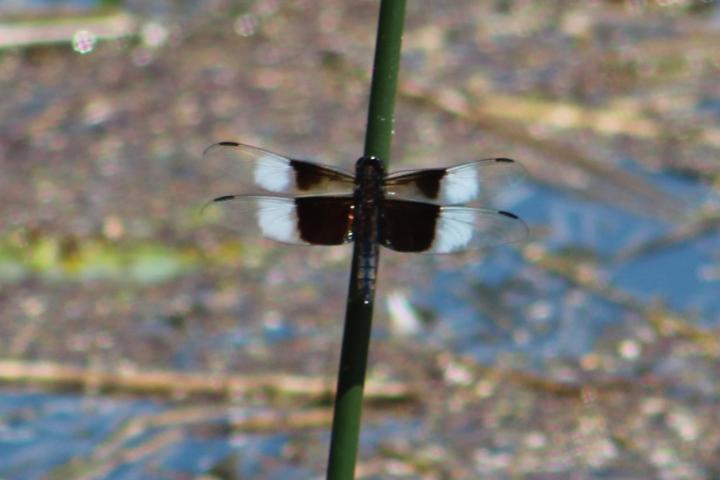 Photo of Widow Skimmer