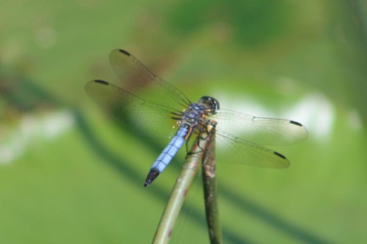 Photo of Blue Dasher