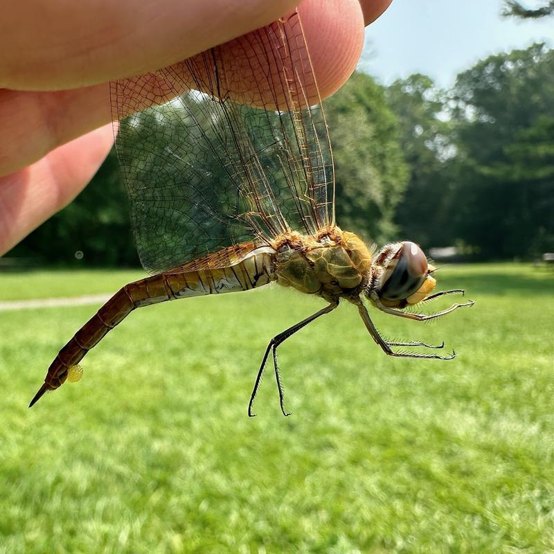 Photo of Wandering Glider