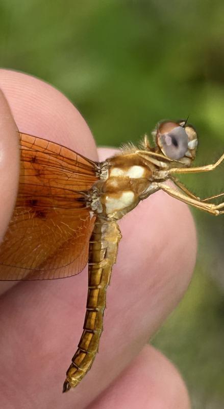 Photo of Eastern Amberwing