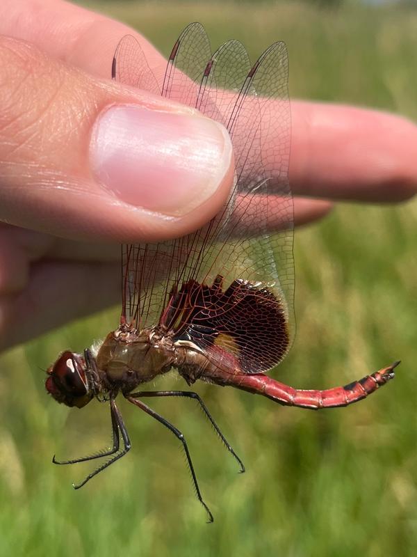 Photo of Red Saddlebags