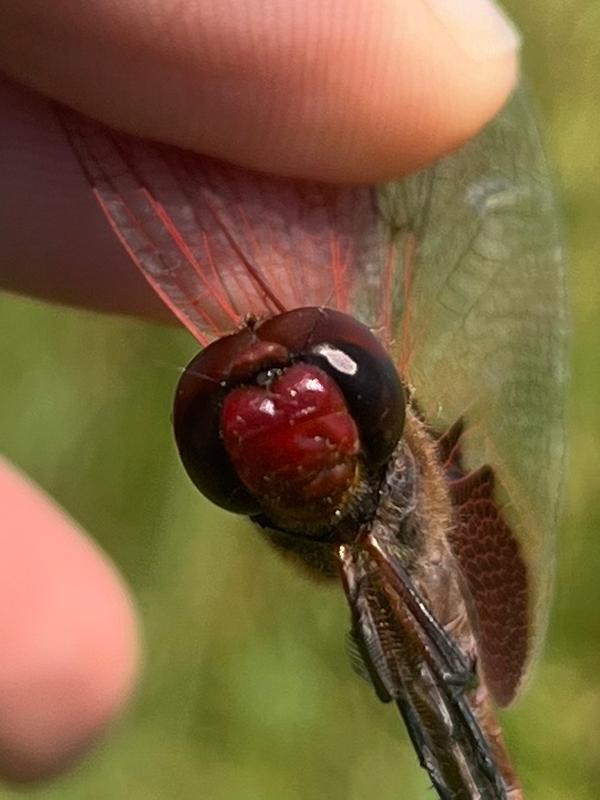 Photo of Red Saddlebags