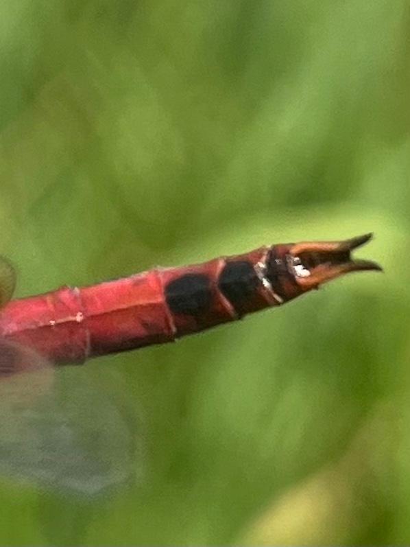 Photo of Red Saddlebags