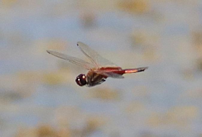 Photo of Striped Saddlebags