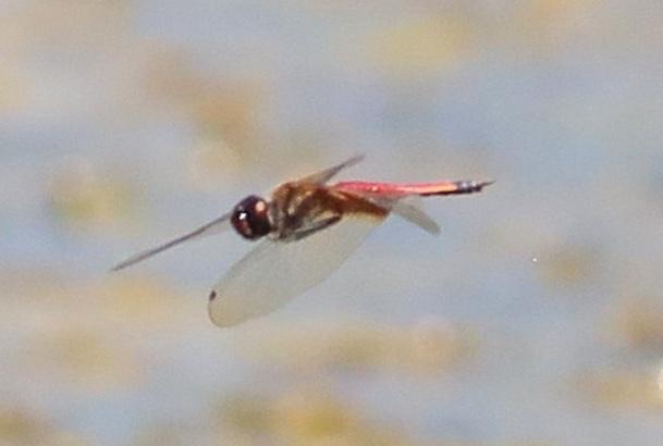 Photo of Striped Saddlebags