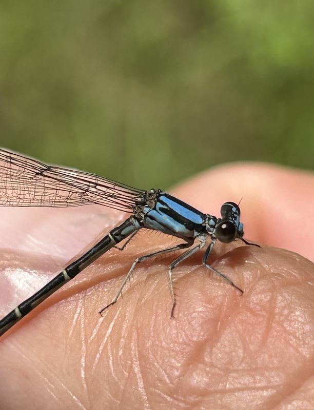 Photo of Blue-tipped Dancer