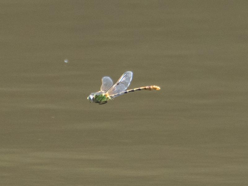 Photo of Eastern Ringtail
