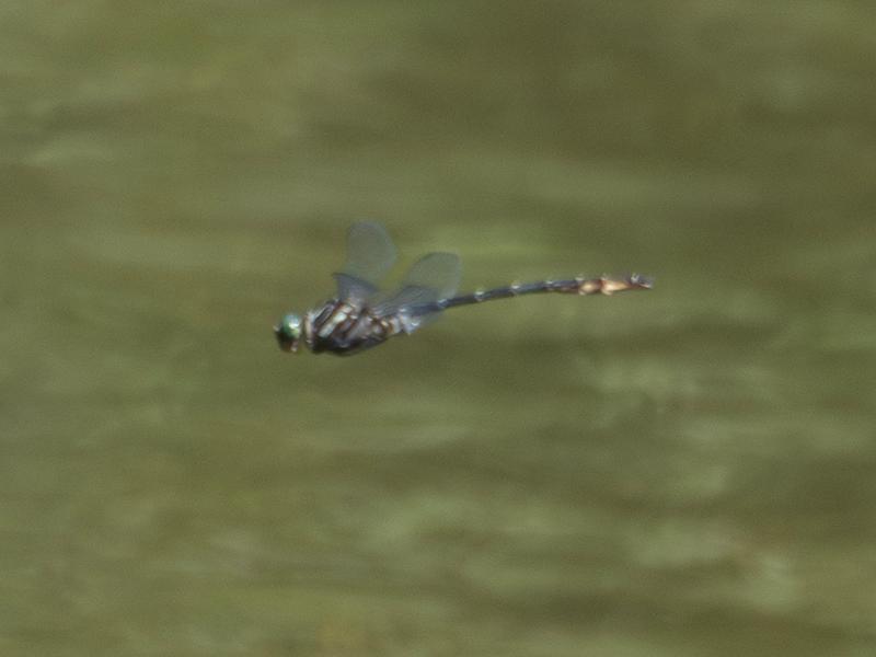 Photo of Arrow Clubtail