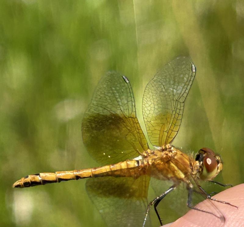Photo of Band-winged Meadowhawk