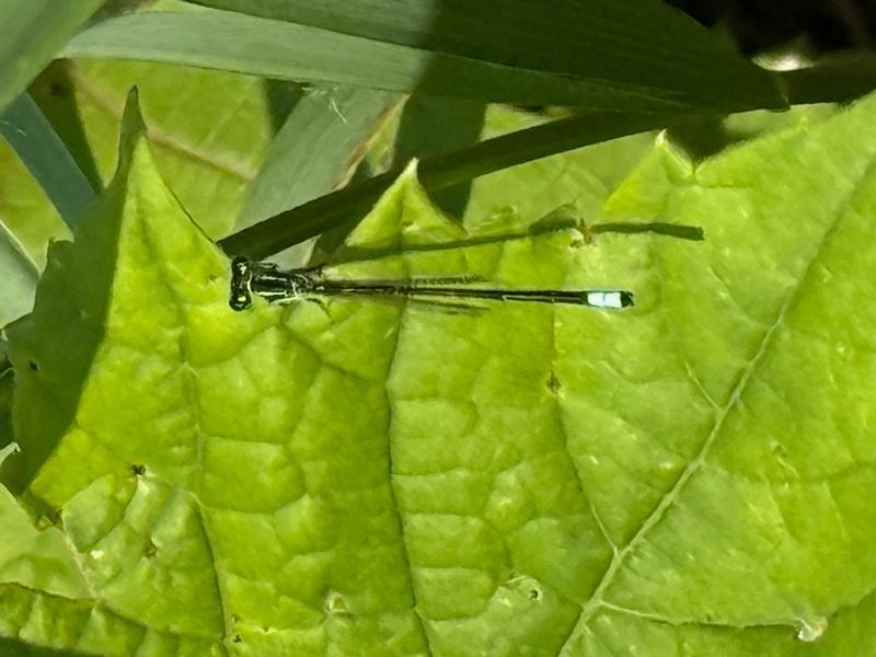 Photo of Eastern Forktail