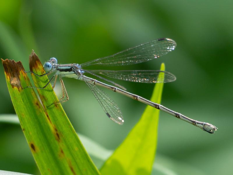 Photo of Slender Spreadwing