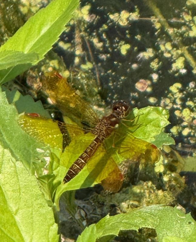 Photo of Eastern Amberwing