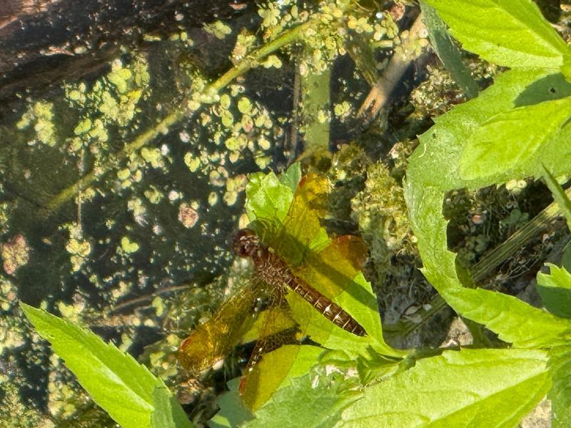 Photo of Eastern Amberwing