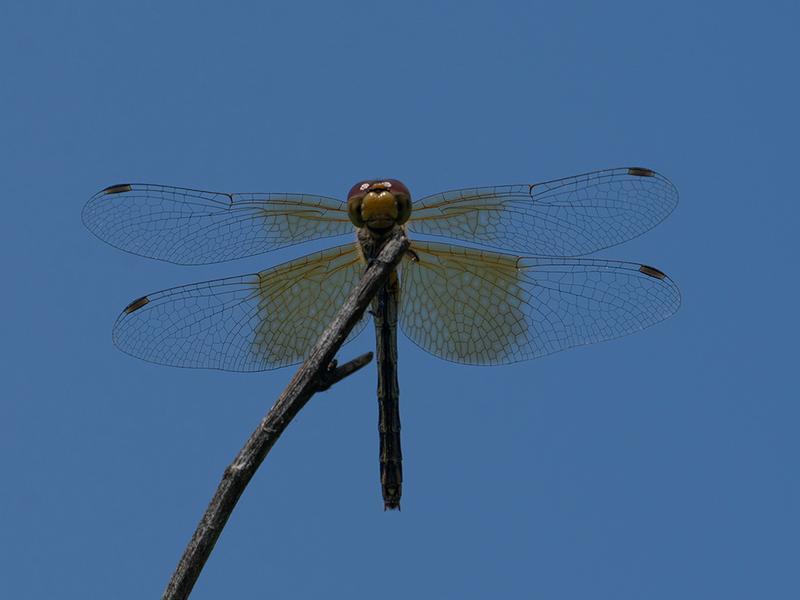 Photo of Band-winged Meadowhawk