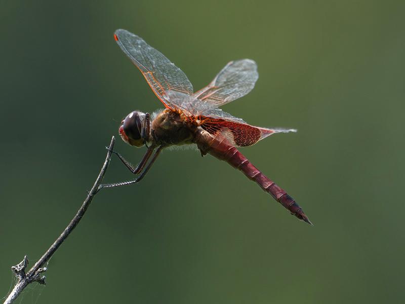 Photo of Red Saddlebags