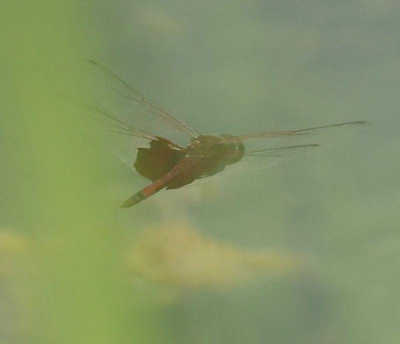 Photo of Carolina Saddlebags