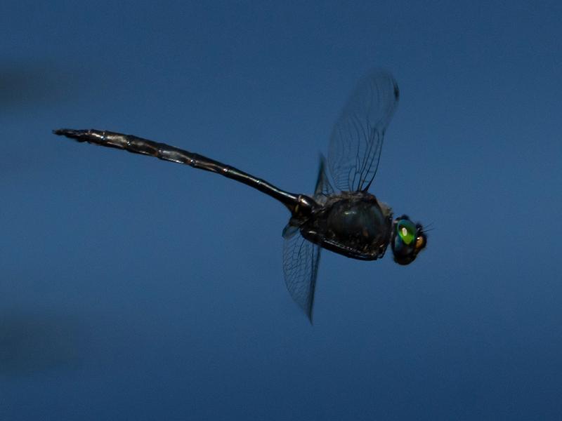 Photo of Williamson's Emerald