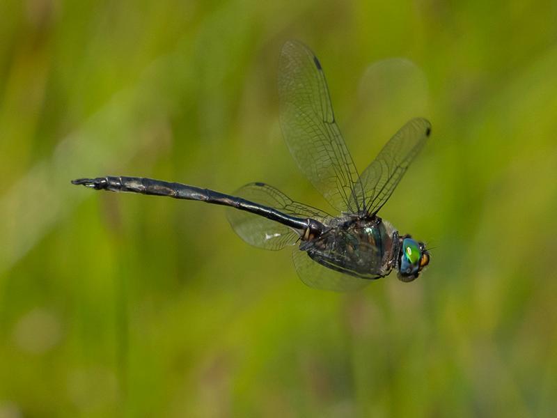 Photo of Williamson's Emerald