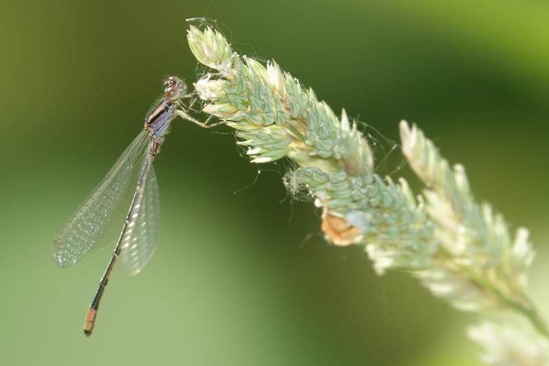 Photo of Orange Bluet