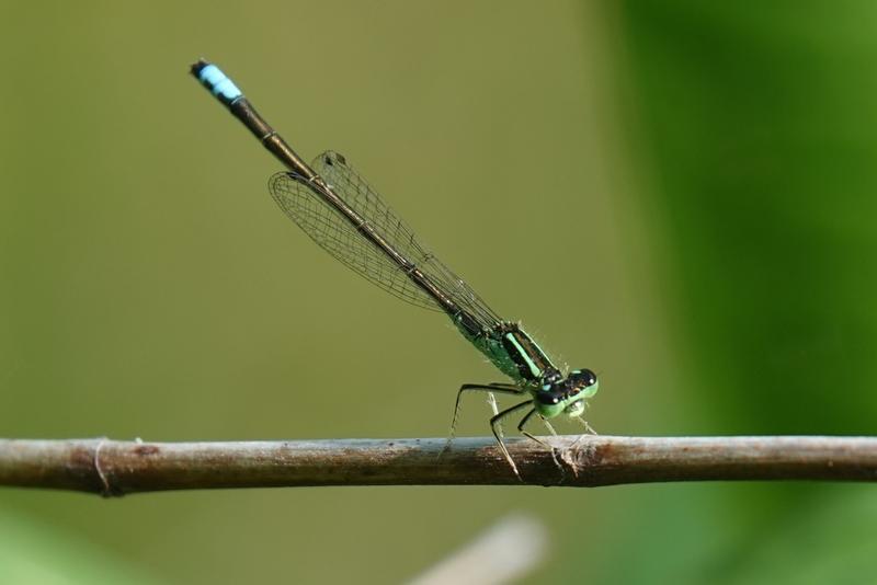 Photo of Eastern Forktail