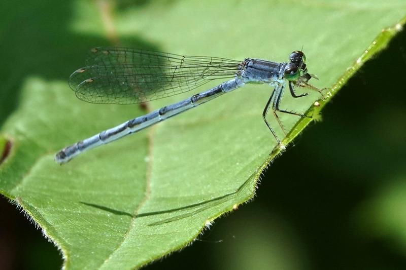 Photo of Eastern Forktail