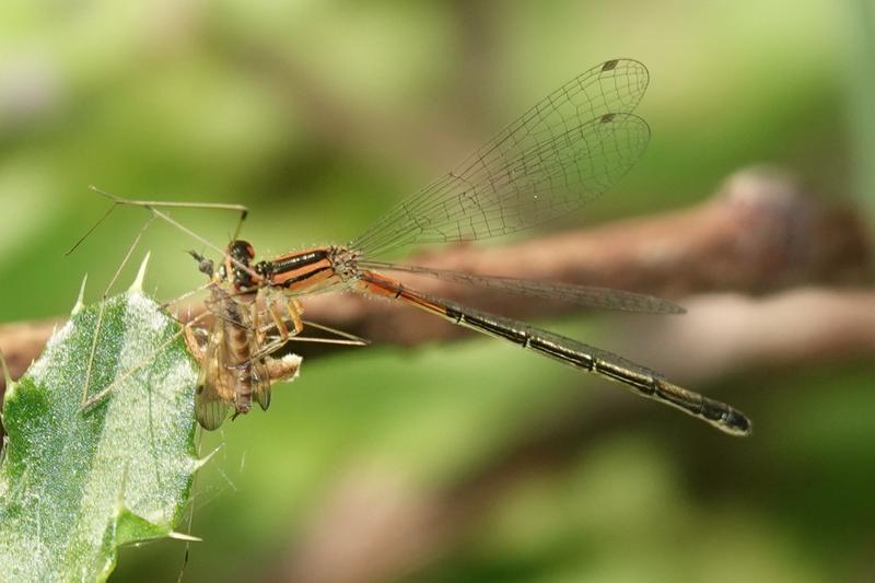 Photo of Eastern Forktail