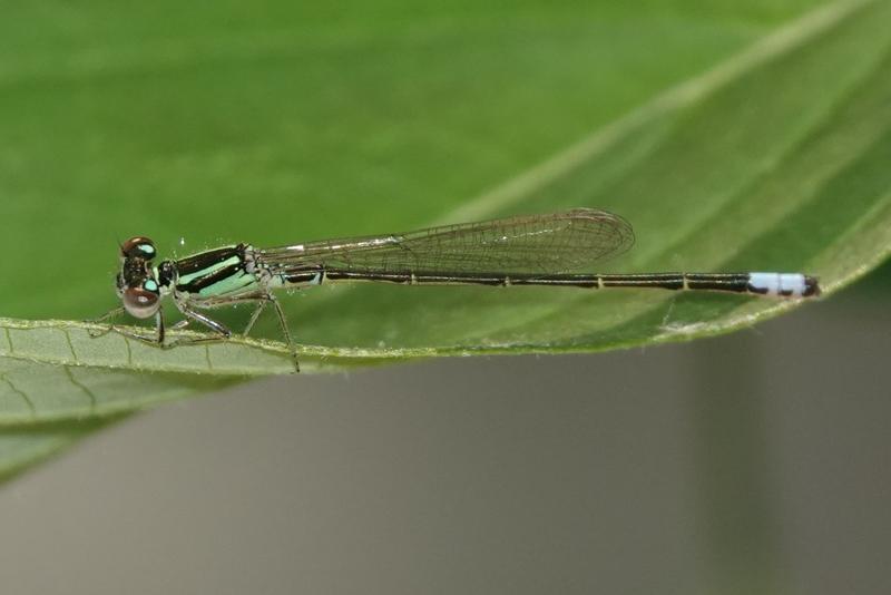 Photo of Eastern Forktail