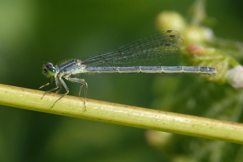 Photo of Eastern Forktail