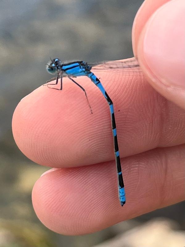 Photo of Tule Bluet