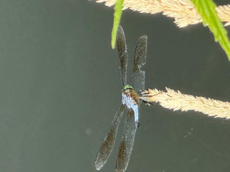 Photo of Blue Dasher
