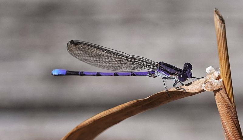 Photo of Variable Dancer (Violet Dancer ssp.)